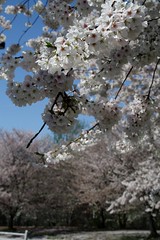 Fairmount Park Cherry and Magnolia Blossoms