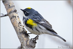 Warbler (Yellow-rumped)