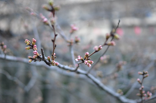 目黒川の桜がほころびかけ