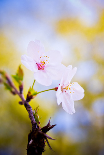 無料写真素材|花・植物|桜・サクラ