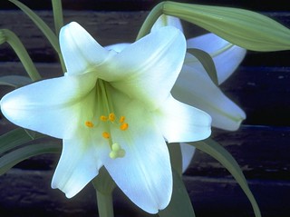 easter-lily-24.4