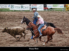 Dungog Rodeo