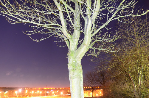 Tree near Conservatoire