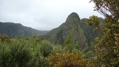 Kauaeranga Kauri Trail (The Pinnacles)