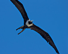 Birds of Puerto Vallarta