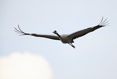 Grulla - Grou - Grus grus - Common crane