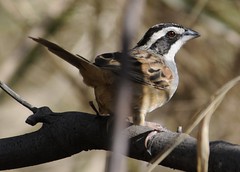 Stripe-headed Sparrow - Peucaea ruficauda