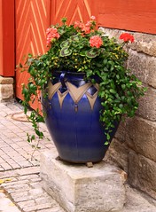 Flower pots/ boxes outside (1)