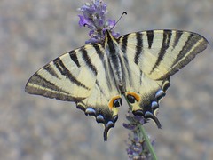 Butterflies, papillons