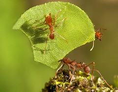 Hymenoptera (Ecuador)