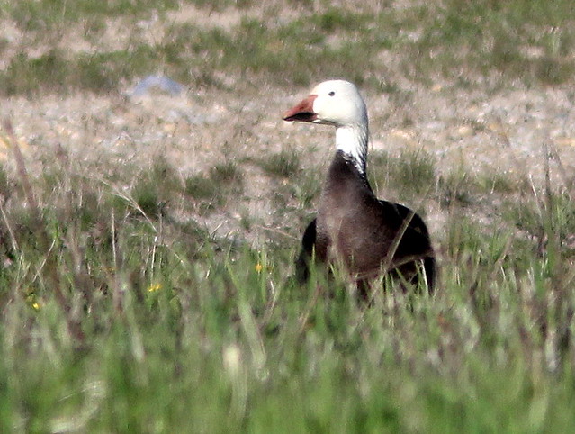 Snow Goose in front yard 20110508
