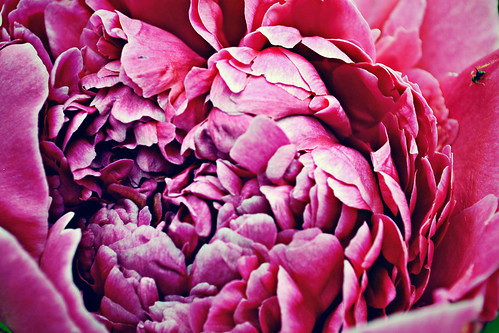 Pink flower by AshtonPal