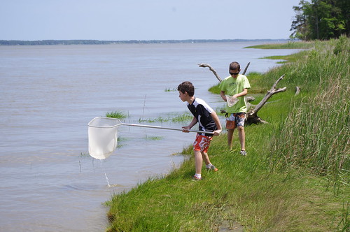 Dip nets are also effective for catching creatures along the shoreline