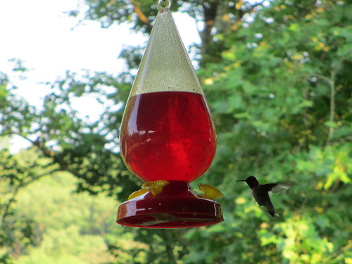 Hummingbird at the nectar feeder on Diane's porch
