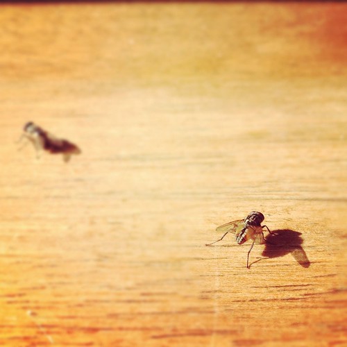 Flies (115/366) by elawgrrl