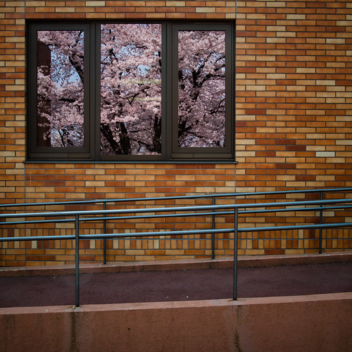 Tripple Window Cherry Blossom