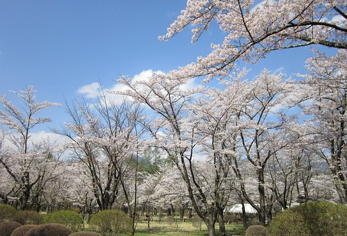 5.7聖光寺の桜 by Poran111