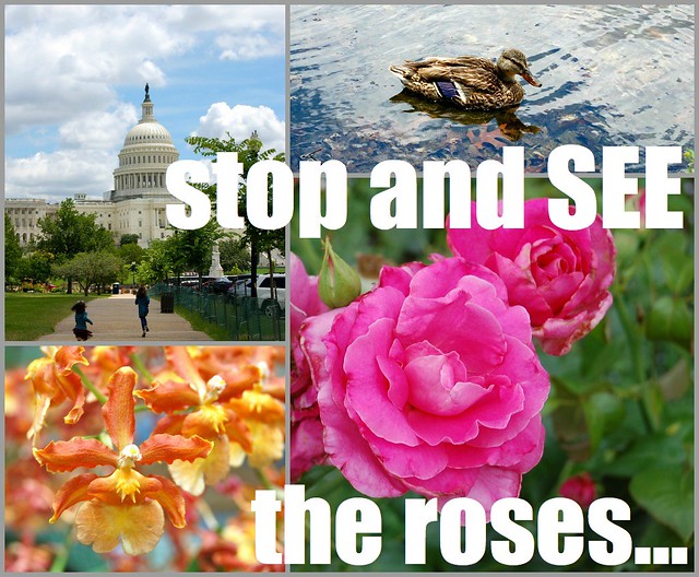 See the Roses Collage