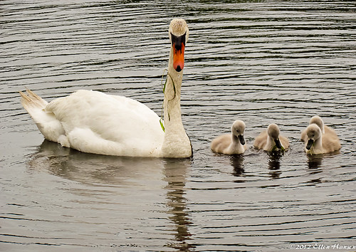 Mother swan with signets, Seekonk, MA by Genny164