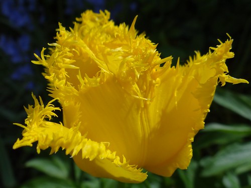 Yellow Tulip by Gartenzauber