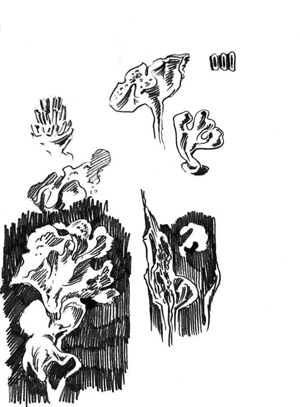 Sketchbook Botanicals