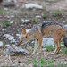 The black-backed jackal (Canis mesomelas), also known as the silver-backed or red jackal