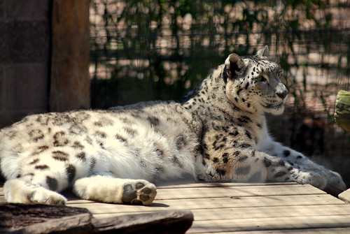 zoo - snow leopard