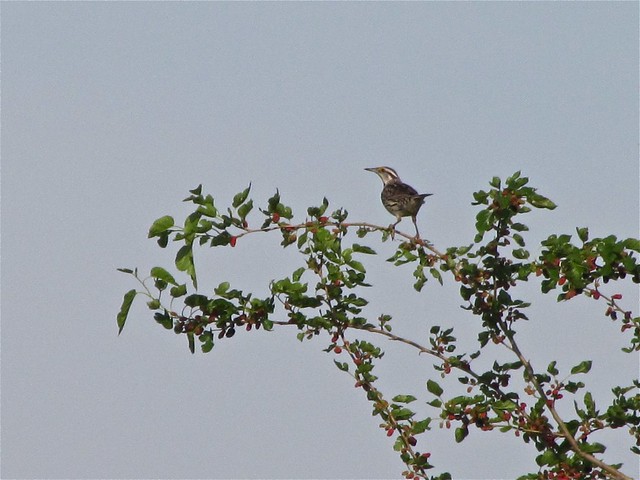Eastern Meadowlark 03