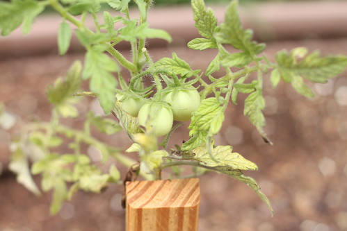 Baby Tomatoes