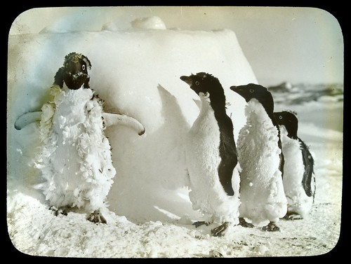 Penguins in the snow by State Library of Victoria Collections