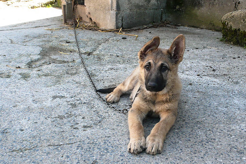German shepherd pup