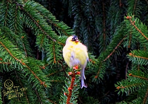 One of the angry birds - American Goldfinch by Izabella U