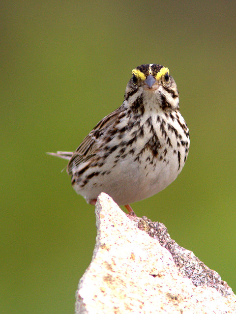 Savannah Sparrow 20120506