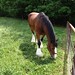 Clydesdales Grazing 12