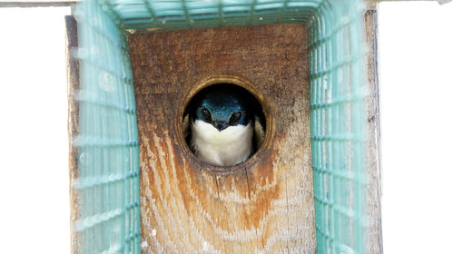 Tree Swallow in Bluebird House