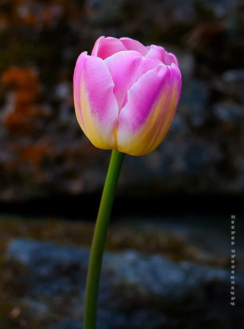 tulips-22