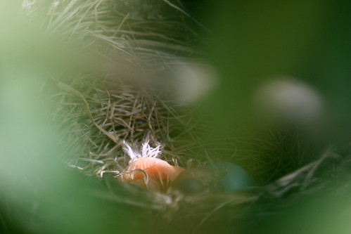 newly hatched robin chick 099