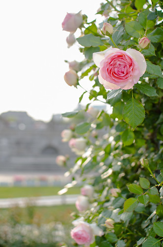 Roses at Nakanoshima by hyossie