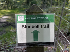 Foxley Woods May 2014
