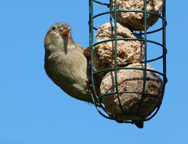 27287 - House Sparrow, Garden