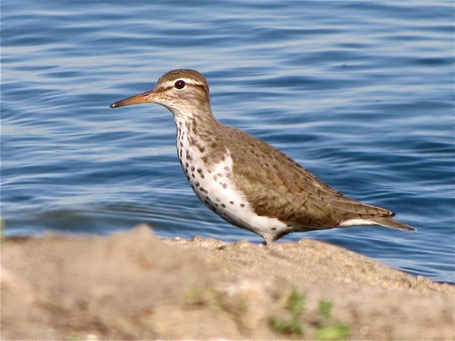 Spotted Sandpiper at Gridley Wastewater Treatment Ponds