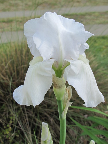 iris.blooming.white