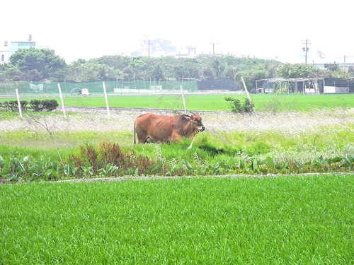 Cow in the Paddy