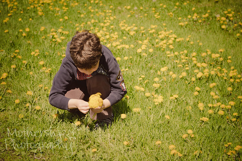 Simon in the dandelions