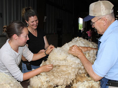 Teaching wool grading