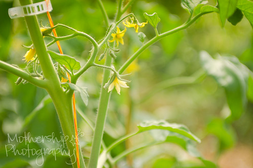 Roots and Shoots Farm visit - tomato blossoms