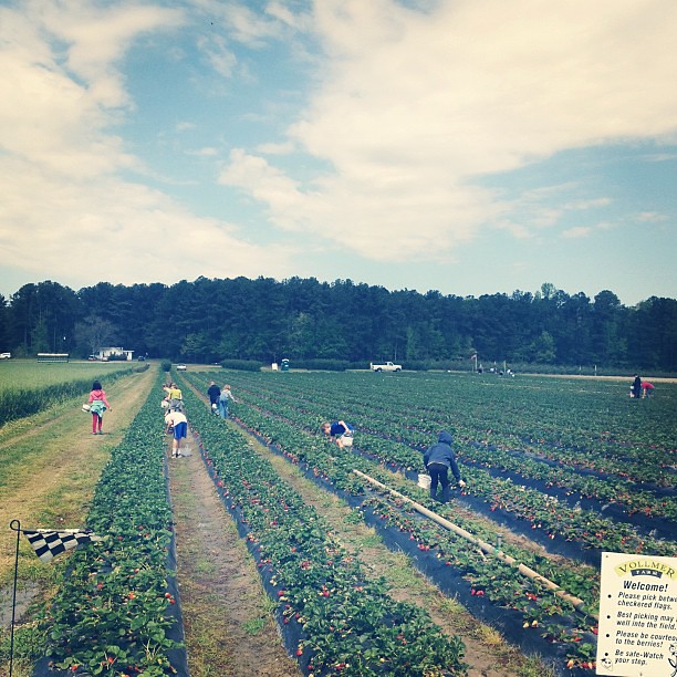 Strawberry Picking today. #<span class=