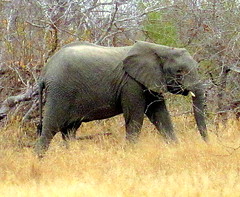 South Africa. Safari