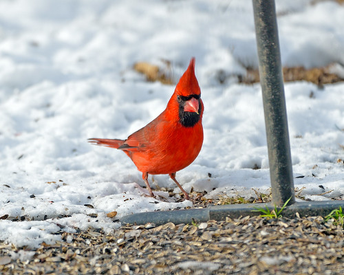 Male Northern Cardinal Feeding In Snow