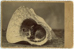 Kitten nestled in a bonnet